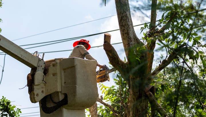 Local tree care & maintenance worker uses yellow and black drill for tree cutting