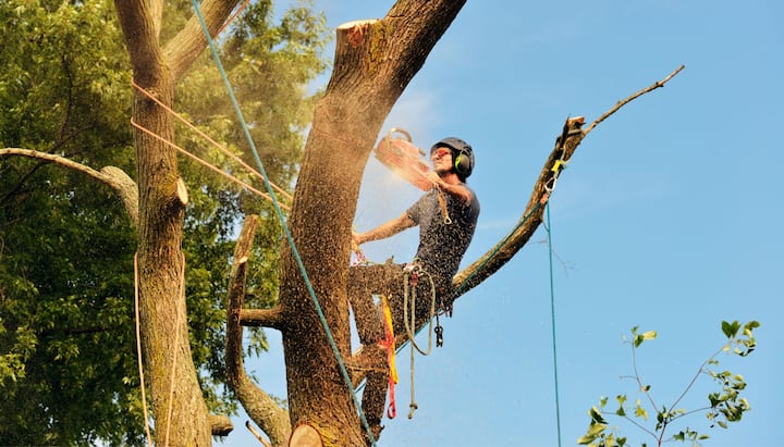 Professional tree removal contractor sits on branch in Baton Rouge, Louisiana