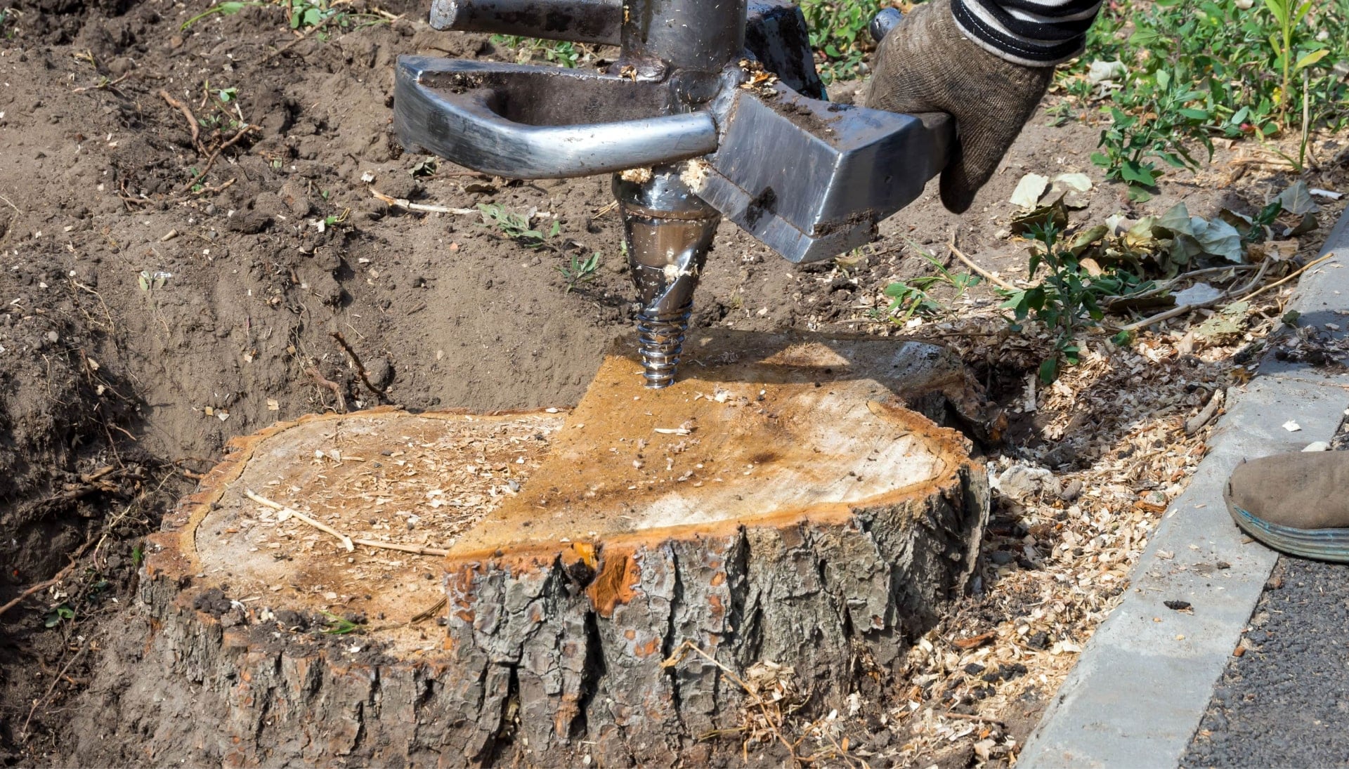 Using a power drill a tree stump remover works on property in Baton Rouge, Louisiana